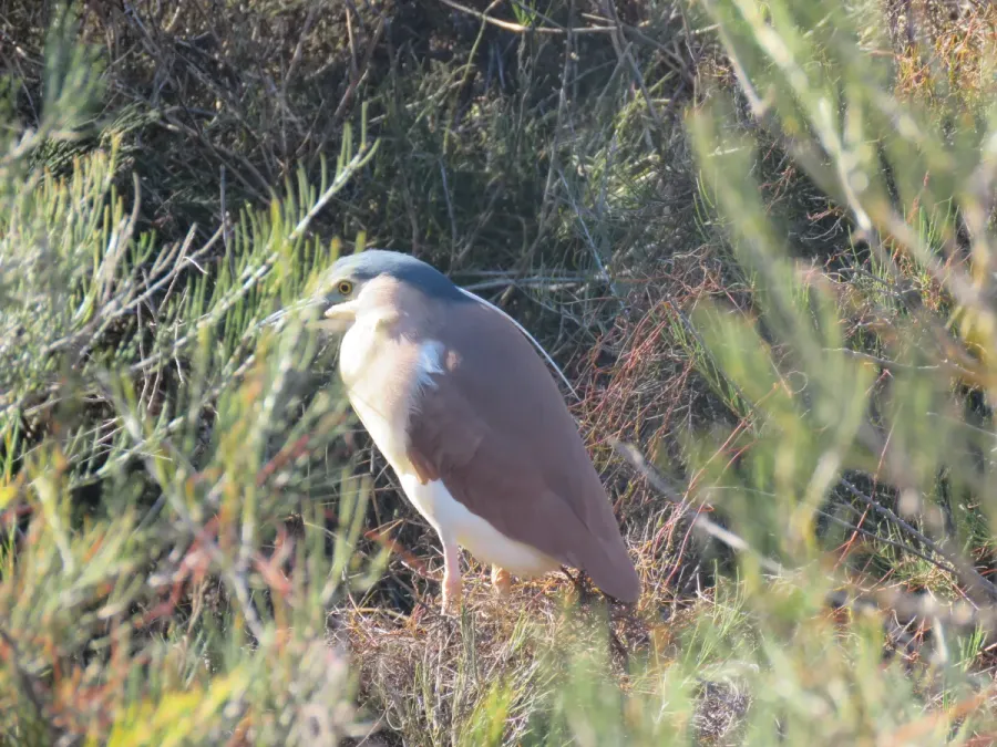 File:Rufous night-heron (Nycticorax caledonicus) at Booragoon Lake, August 2021 04.jpg