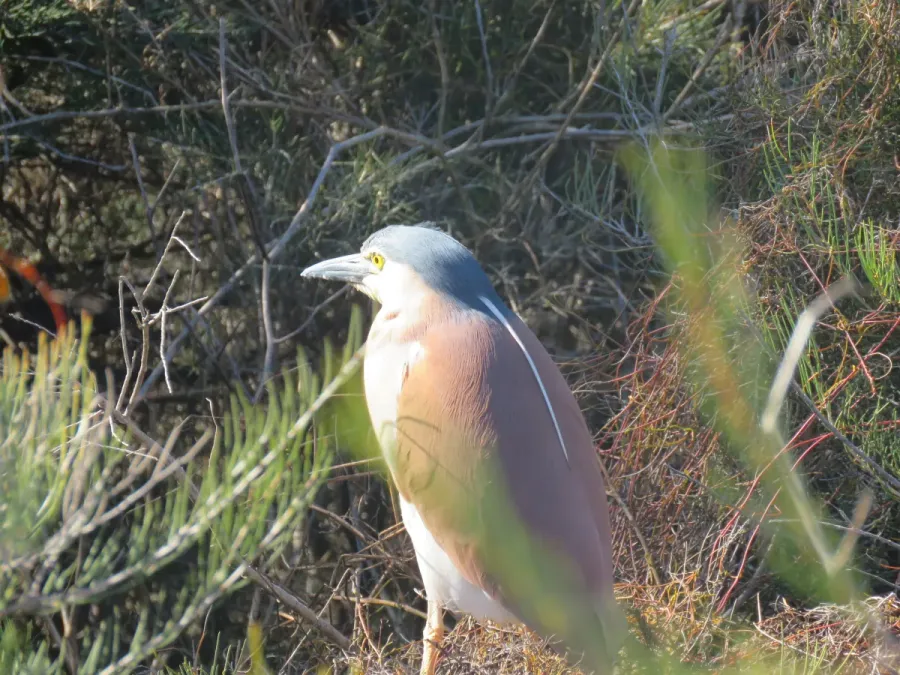 File:Rufous night-heron (Nycticorax caledonicus) at Booragoon Lake, August 2021 08.jpg