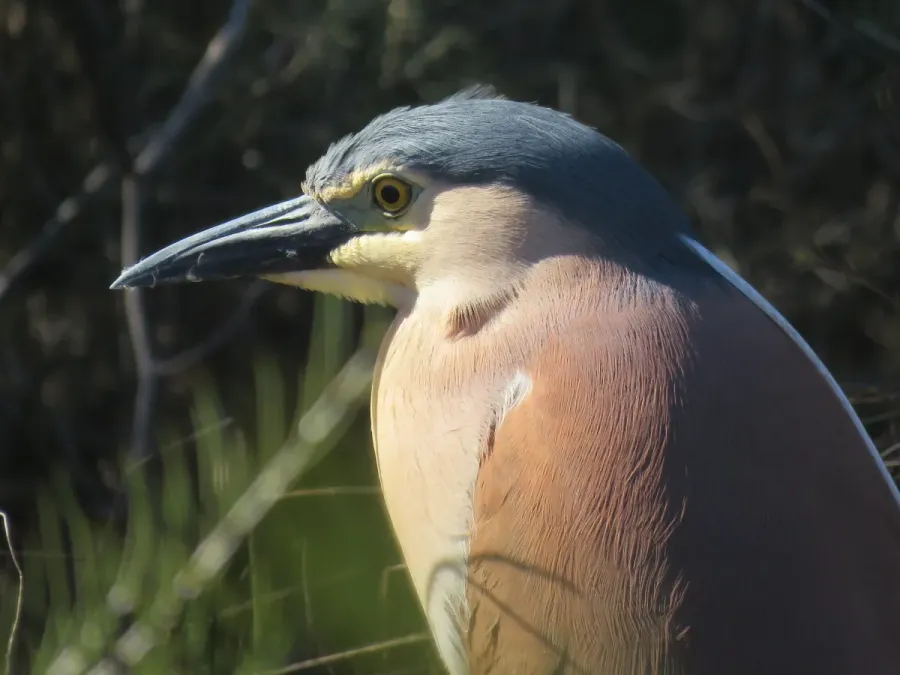 File:Rufous night-heron (Nycticorax caledonicus) at Booragoon Lake, August 2021 11.jpg