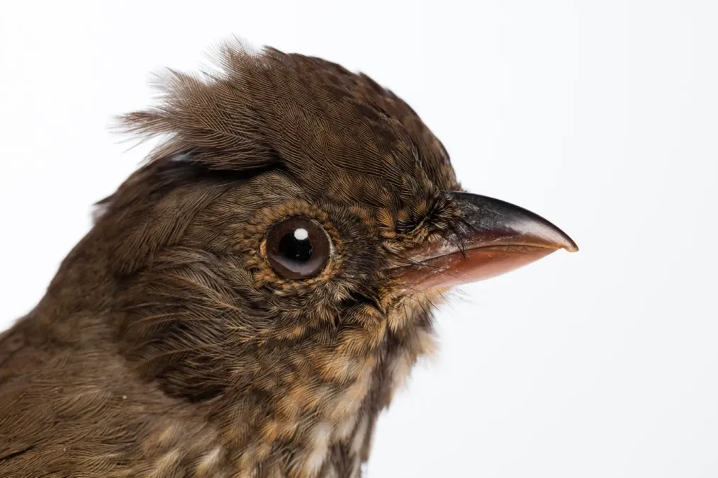 File:Turnagra capensis (South Island Piopio) (48720394837).jpg