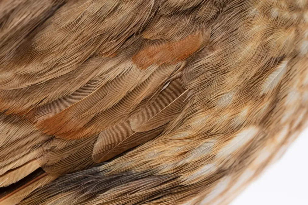 File:Turnagra capensis (South Island Piopio) (48720222926).jpg