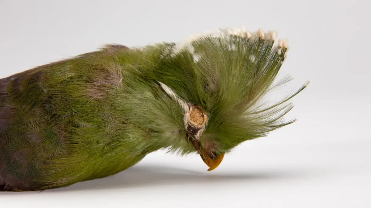 File:Tauraco persa corythaix (48719833873).jpg