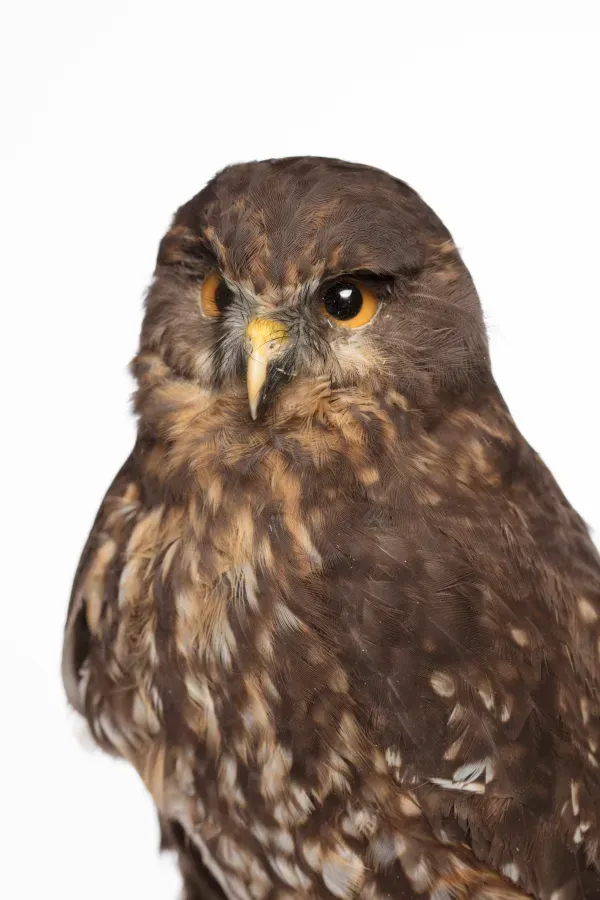 File:Ninox novaeseelandiae (Morepork; Ruru) (48719916337).jpg