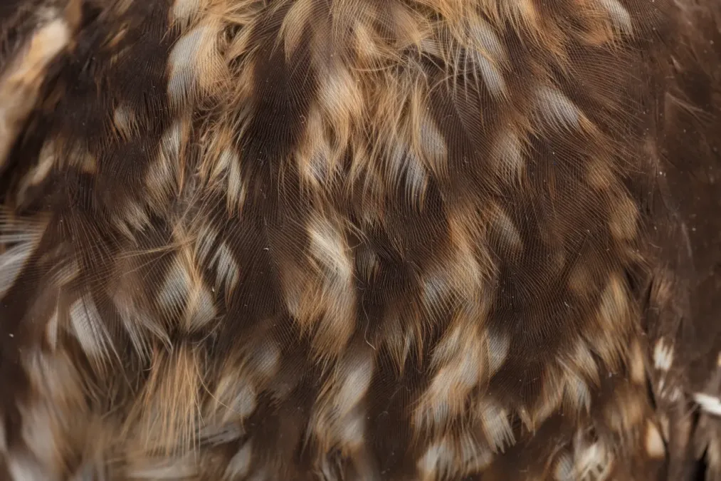 File:Ninox novaeseelandiae (Morepork; Ruru) (48719919362).jpg