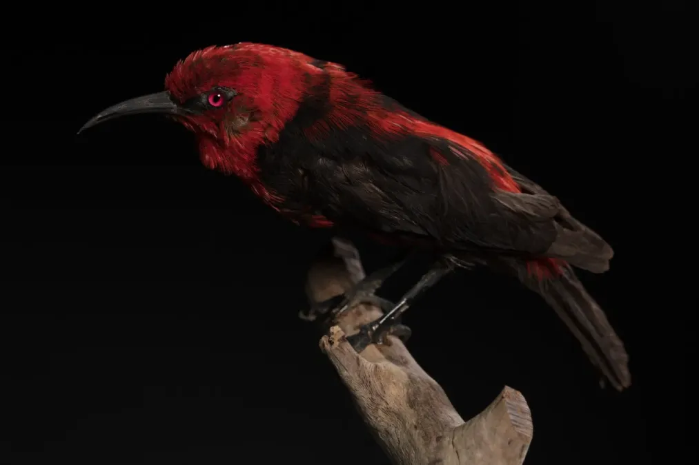 File:Myzomela cardinalis (Cardinal Myzomela) (48719376853).jpg