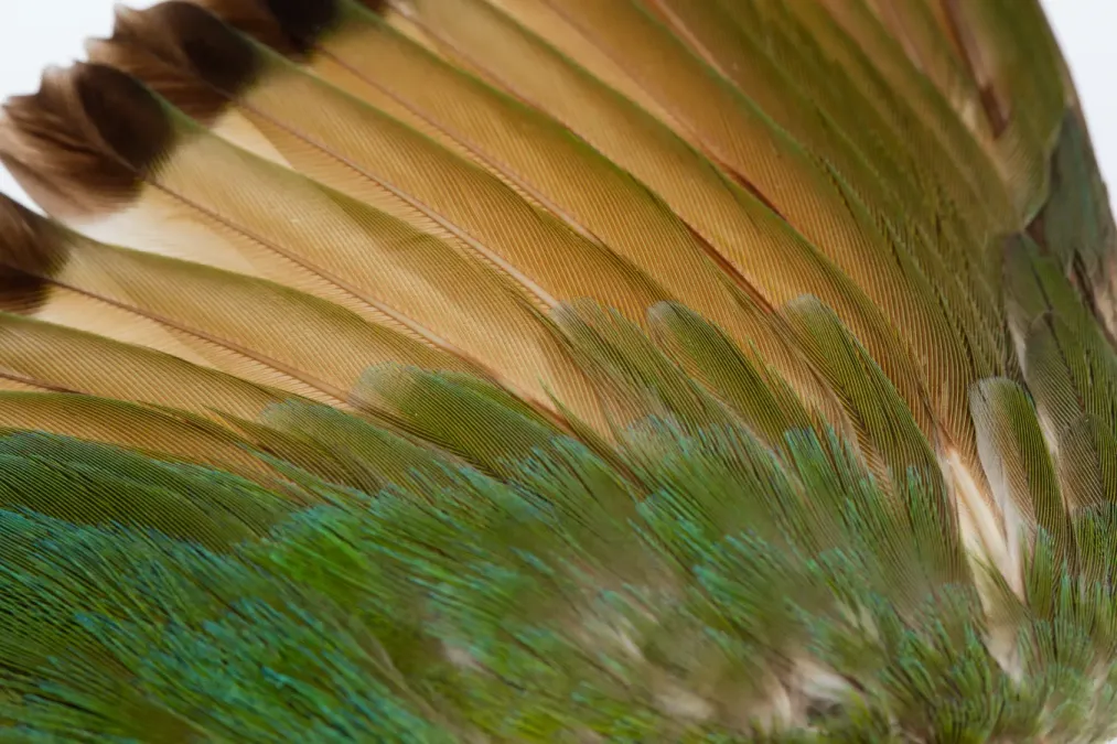 File:Merops viridis (Blue-throated Bee-eater) (48719878272).jpg