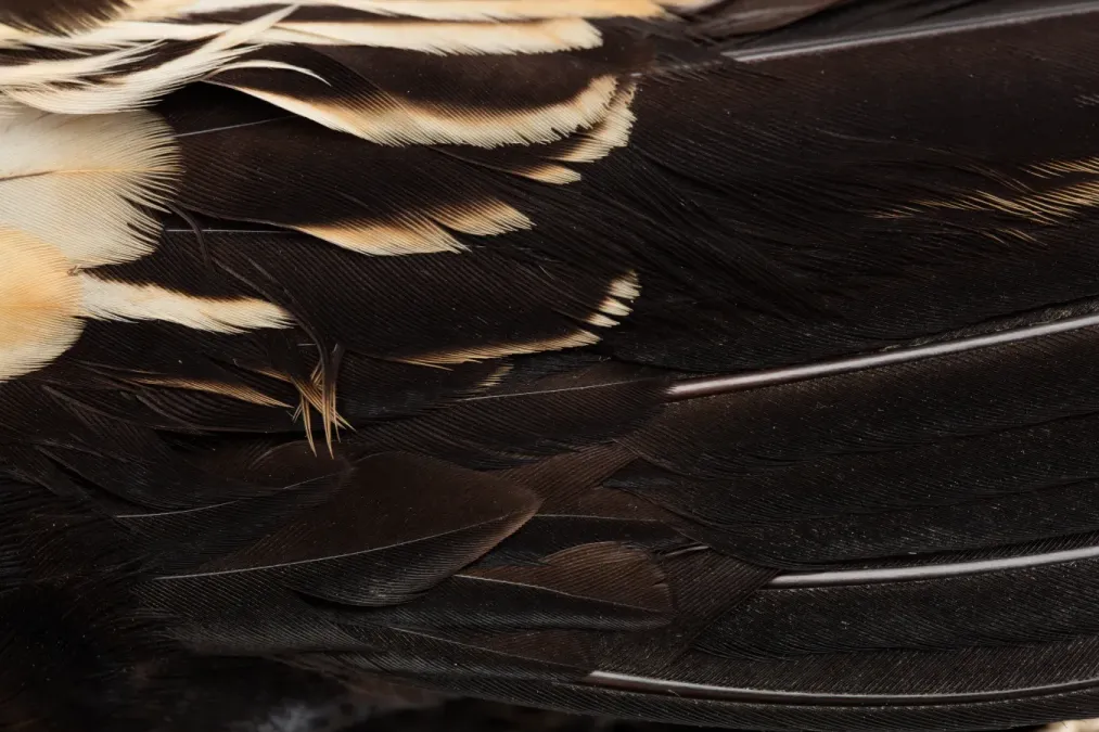 File:Euplectes progne (Long-tailed Widowbird) (48719699362).jpg
