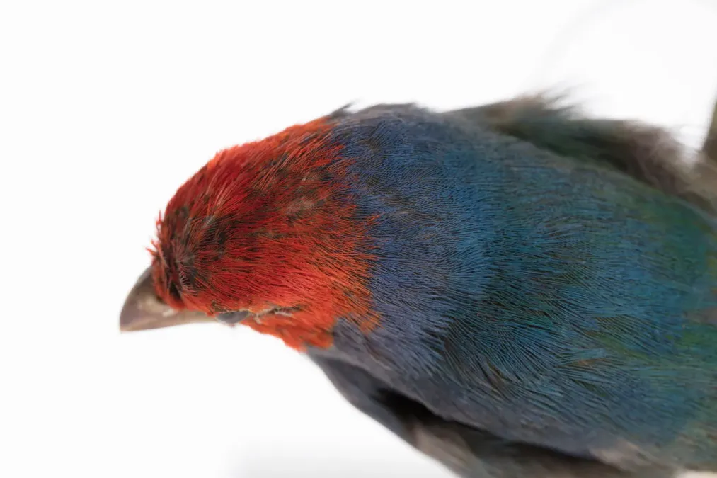 File:Erythrura cyaneovirens (Red-headed Parrotfinch) (48719493851).jpg