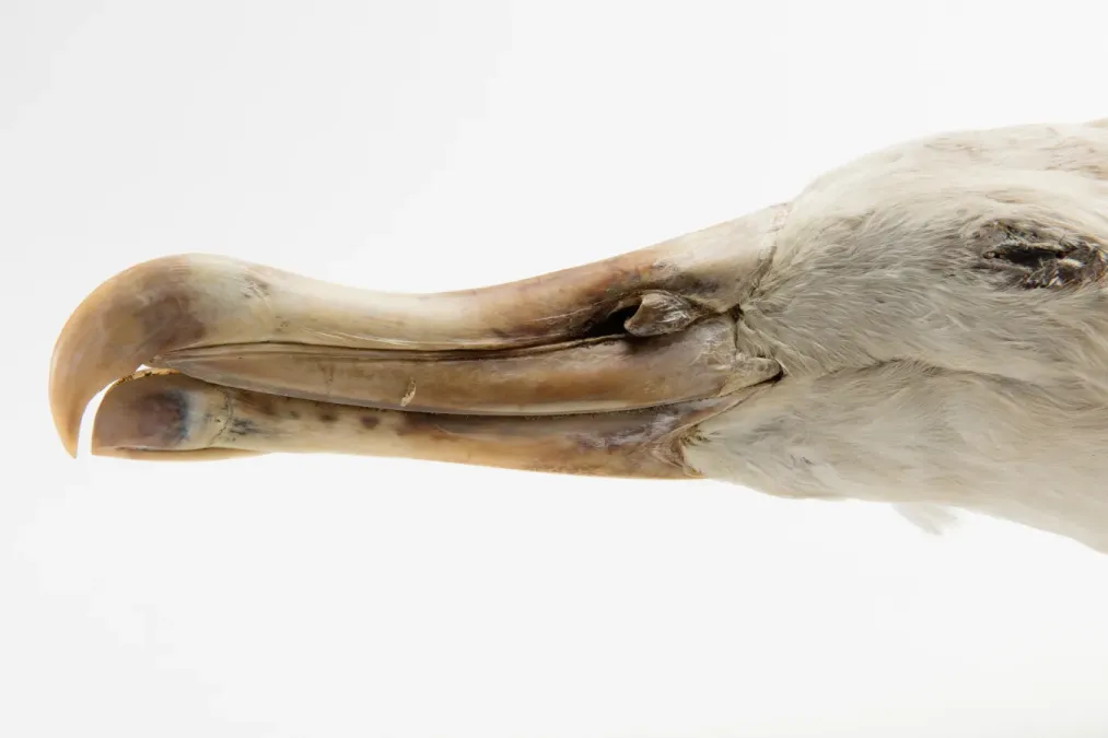 File:Diomedea antipodensis (Antipodean Albatross) (48719452916).jpg