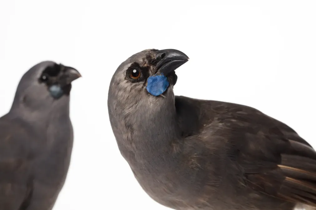 File:Callaeas wilsoni (North Island Kokako) (48719350586).jpg