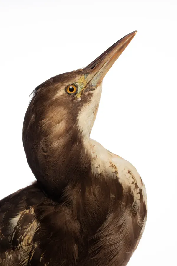 File:Botaurus poiciloptilus (Australasian Bittern; Matuku) (48719316081).jpg