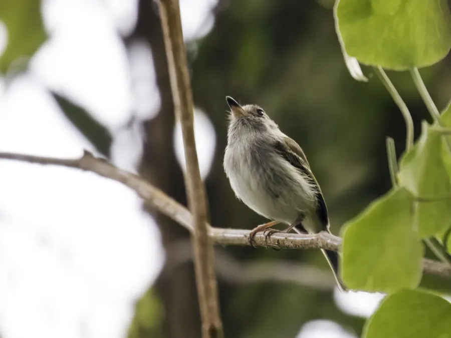 File:Atalotriccus pilaris - Pale-eyed Pygmy-Tyrant.jpg