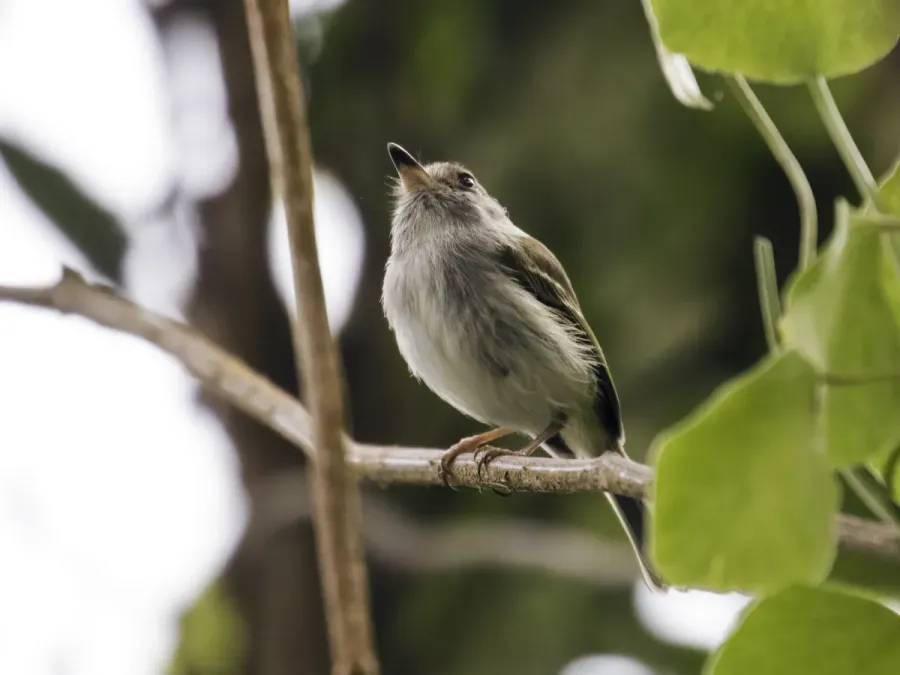 File:Atalotriccus pilaris - Pale-eyed Pygmy-Tyrant (cropped).jpg