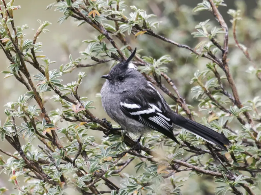 File:Anairetes alpinus - Ash-breasted Tit-Tyrant (cropped).jpg