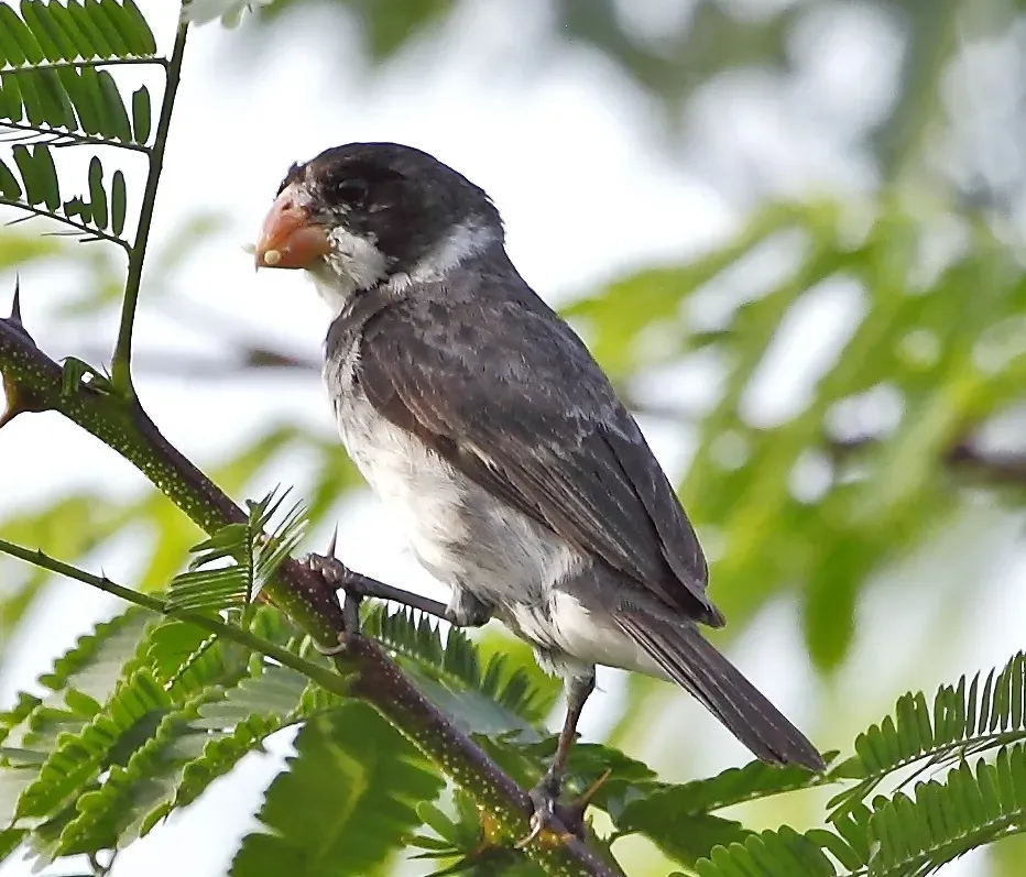 File:Sporophila albogularis - White-throated Seedeater (male); Potengi, Ceará, Brazil crop.jpg