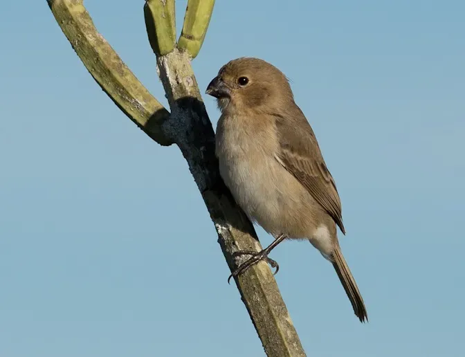 File:White-throated Seedeater, Sporophila albogularis crop.jpg