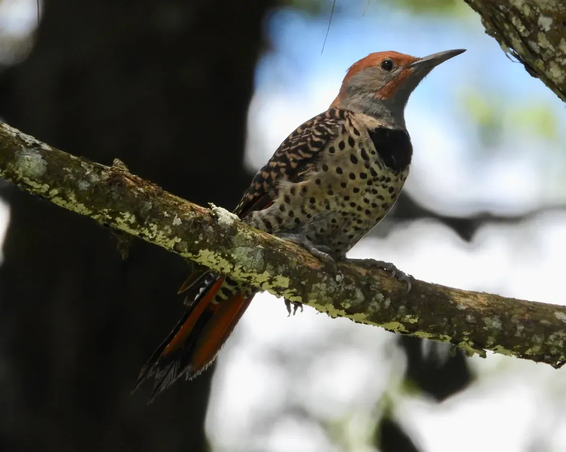 File:Colaptes auratus mexicanoides 84221588.jpg