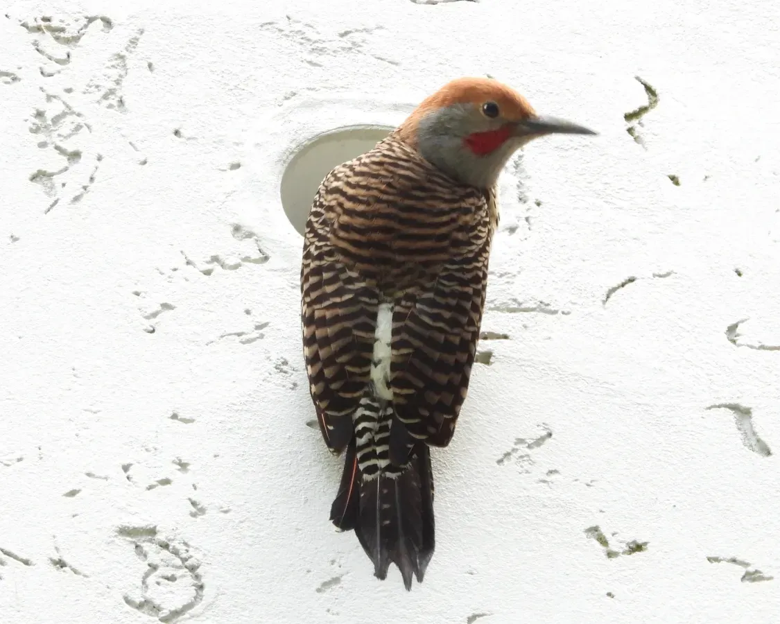File:Colaptes auratus mexicanoides 90349352.jpg