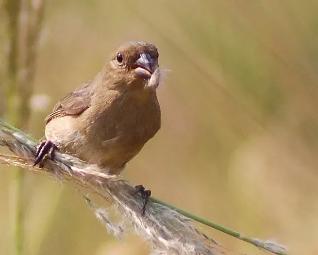 File:Sporophila caerulescens female crop.jpg