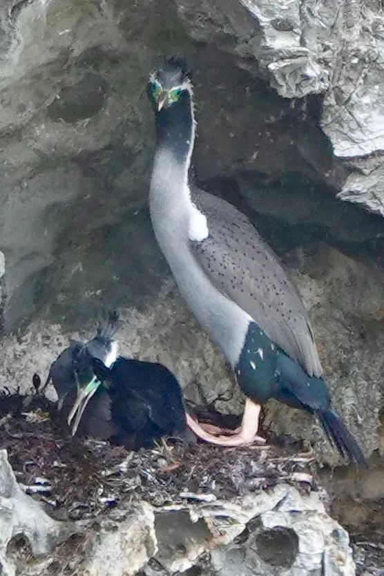 File:Phalacrocorax punctatus punctatus 135944463.jpg