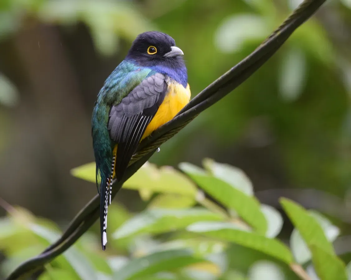 File:Trogon caligatus 145724924.jpg