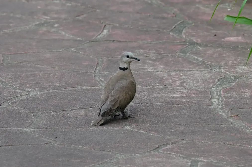 File:Streptopelia tranquebarica in Taiwan.jpg