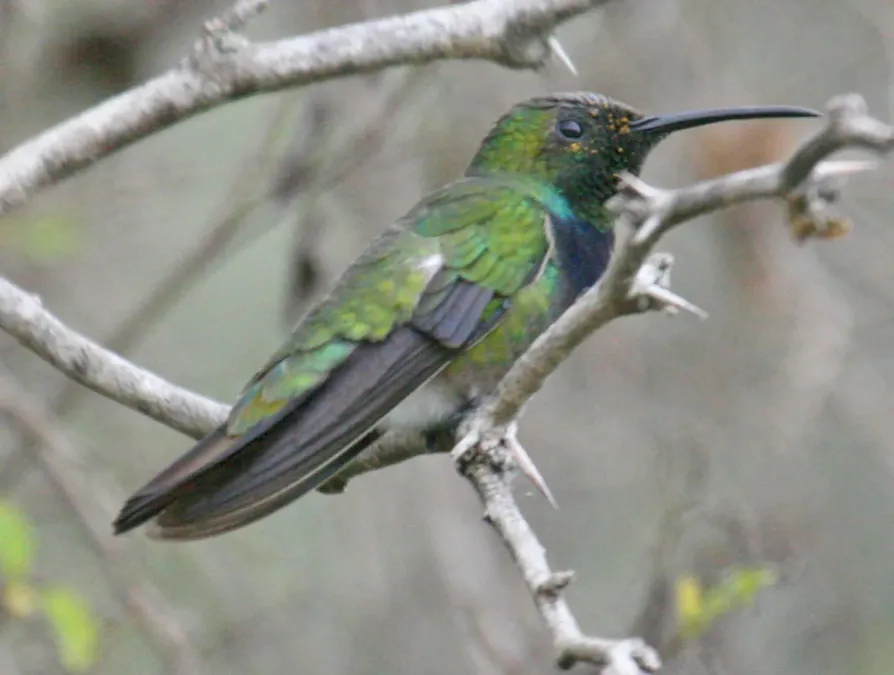 File:Green-breasted Mango (Anthracothorax prevostii)RWD.jpg
