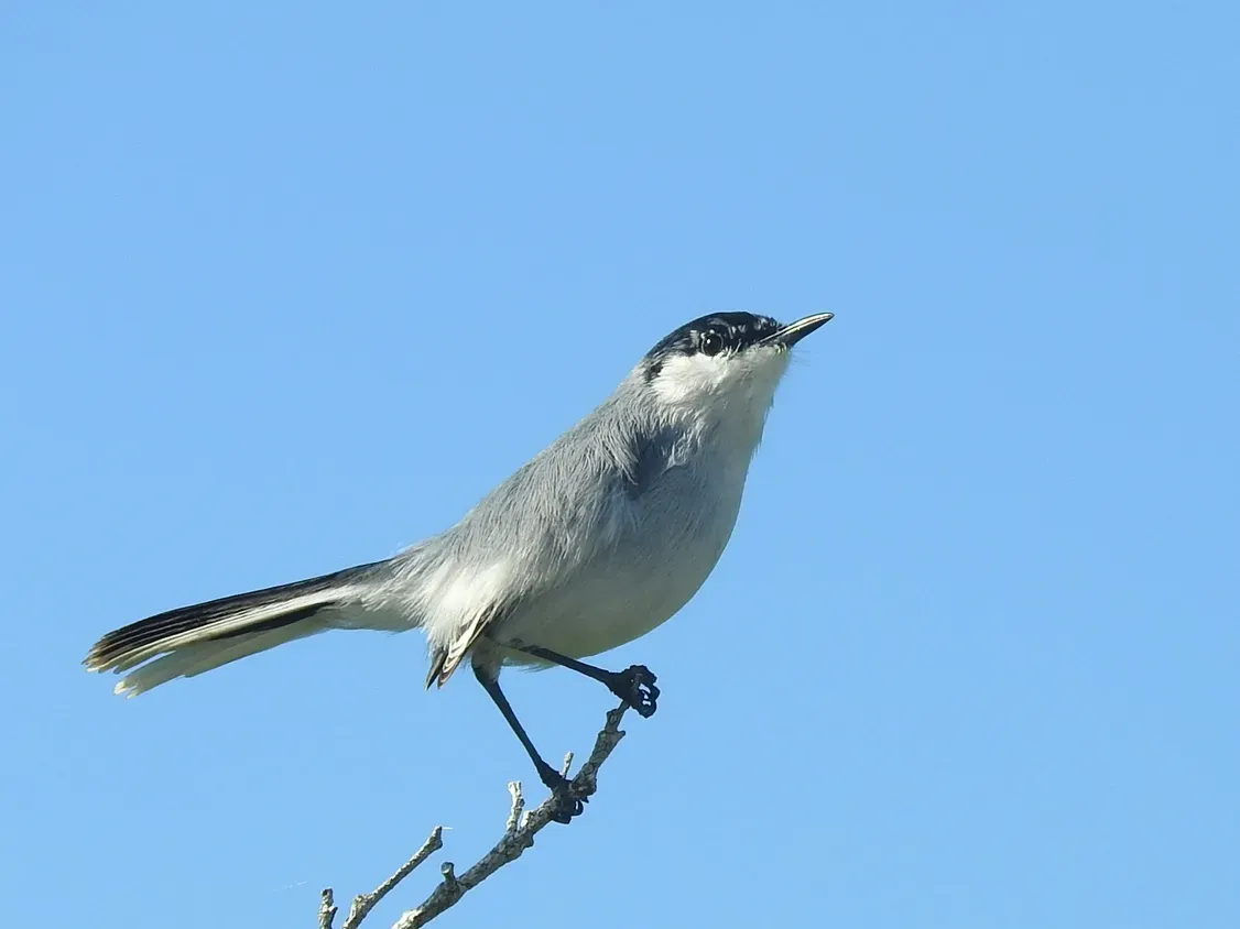 File:Polioptila albiventris 58963803 (cropped).jpg