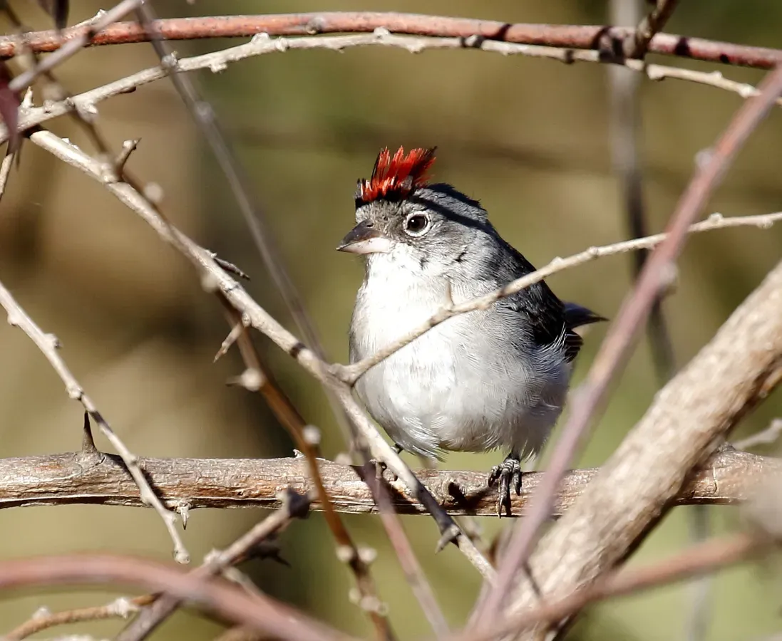 File:Coryphospingus pileatus - Grey-pileated Finch (male); Juazeiro, Bahia, Brazil.jpg