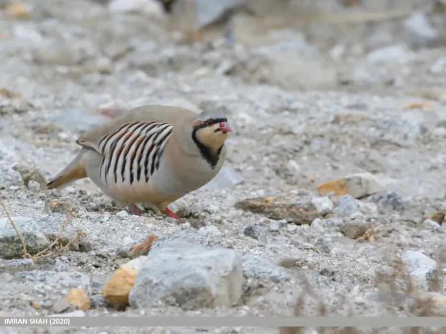 File:Alectoris chukar 132235115.jpg