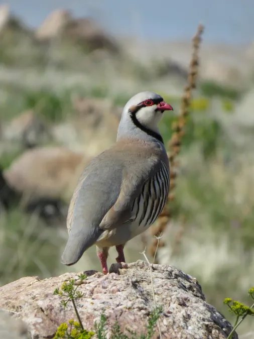 File:Alectoris chukar 127503047.jpg