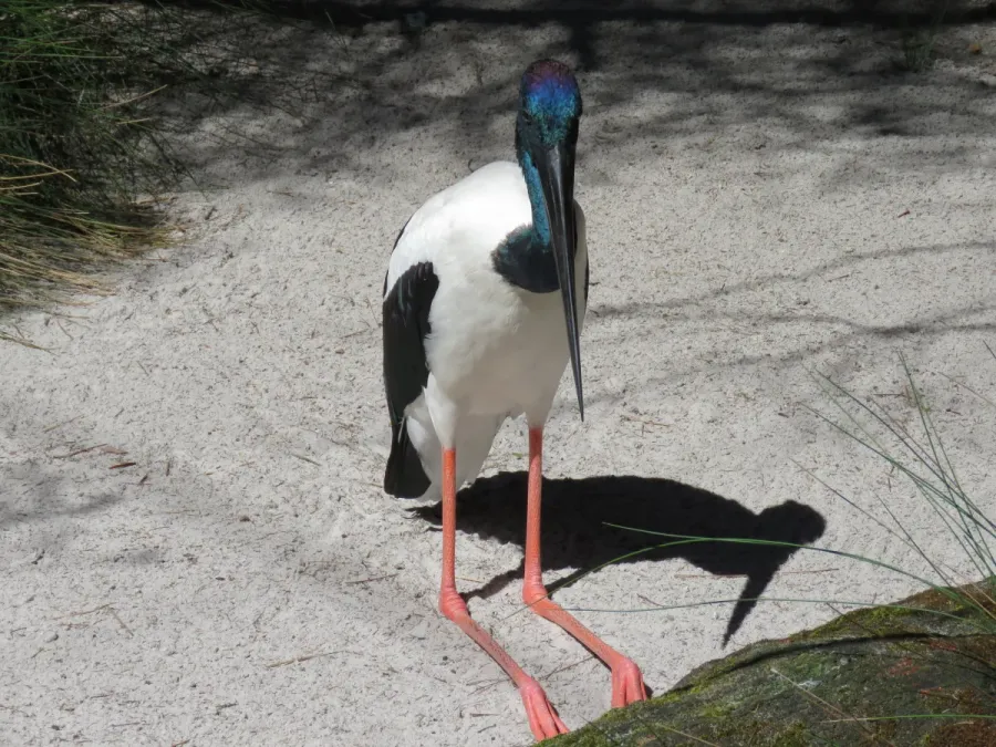 File:Black-necked stork (Ephippiorhynchus asiaticus) in Perth Zoo, September 2021 06.jpg