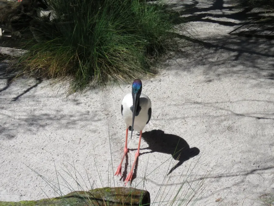 File:Black-necked stork (Ephippiorhynchus asiaticus) in Perth Zoo, September 2021 04.jpg