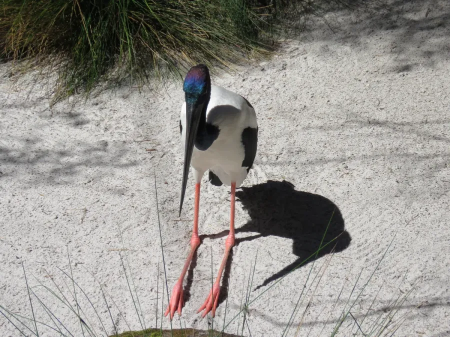 File:Black-necked stork (Ephippiorhynchus asiaticus) in Perth Zoo, September 2021 05.jpg