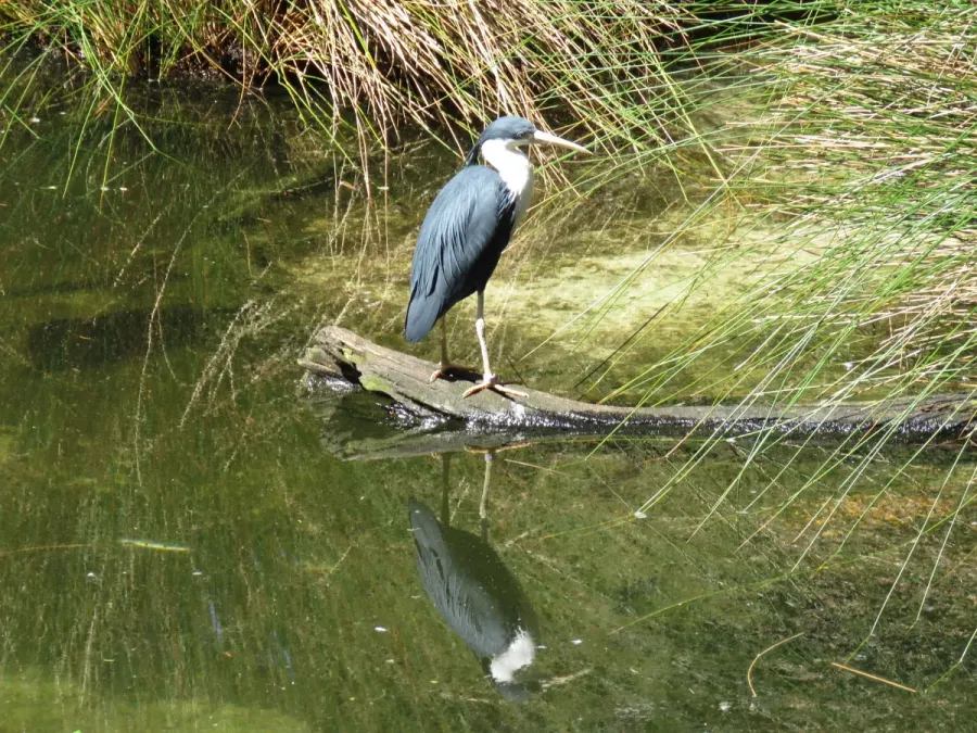 File:Pied heron (Egretta picata) in Perth Zoo, September 2021 01.jpg