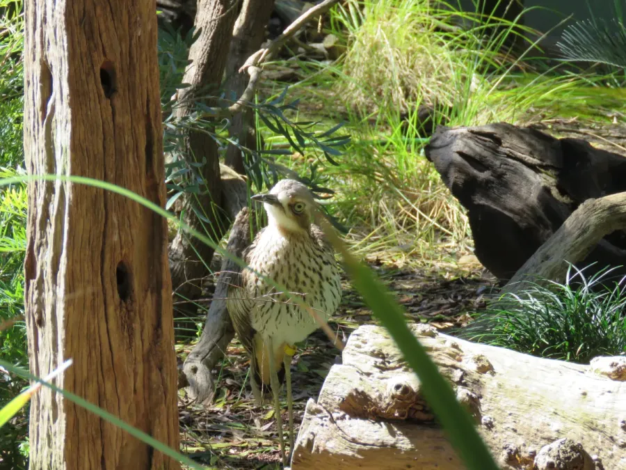 File:Bush stone-curlew (Burhinus grallarius) in Perth Zoo, September 2021 01.jpg