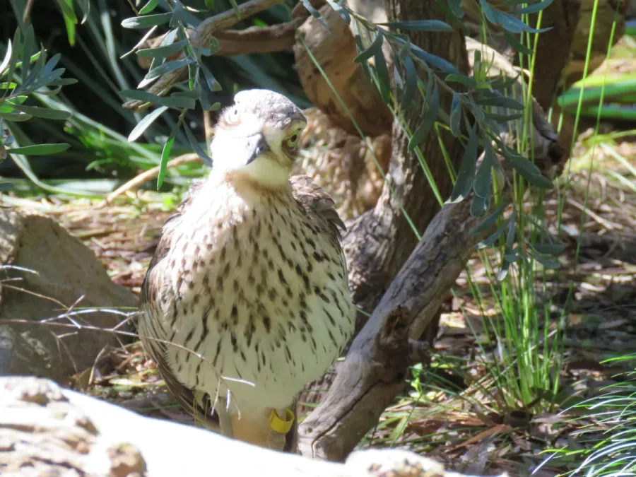 File:Bush stone-curlew (Burhinus grallarius) in Perth Zoo, September 2021 02.jpg