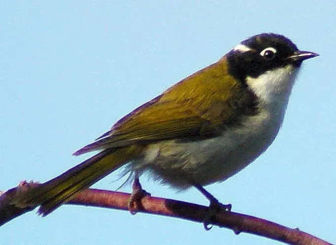 File:Melithreptus lunatus chloropsis.jpg