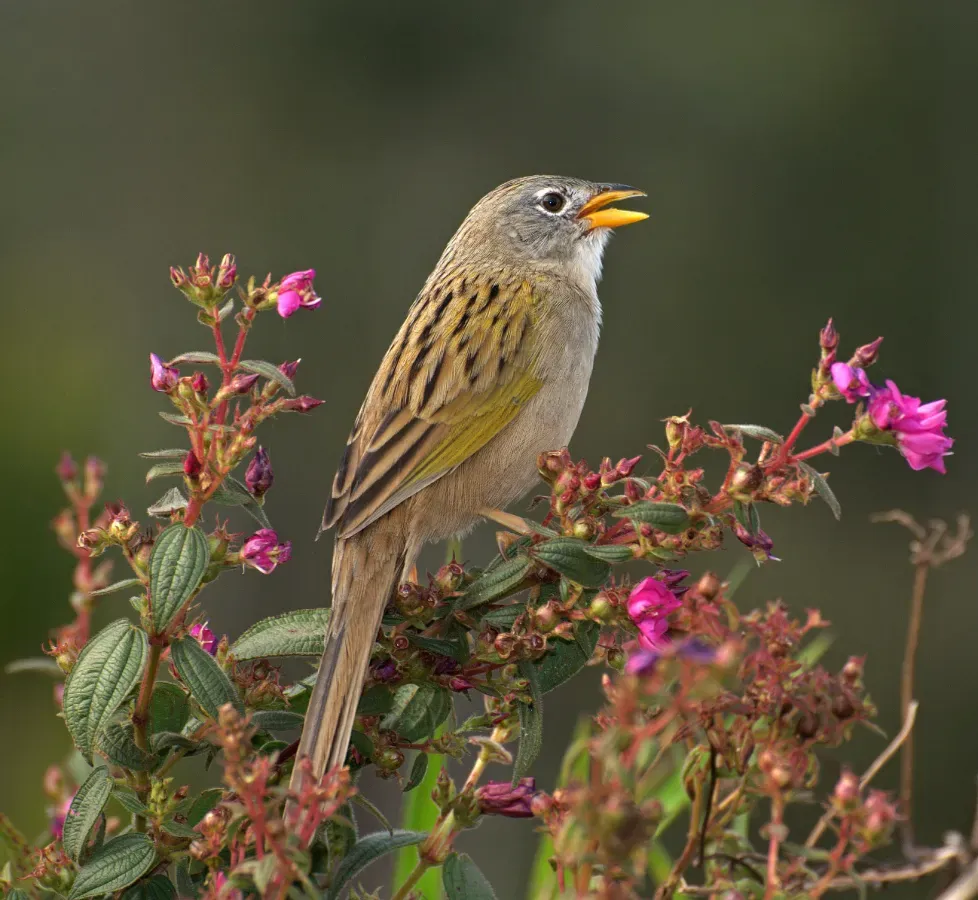 File:Emberizoides herbicola -Piraju, Brasil -nature reserve-8a.jpg