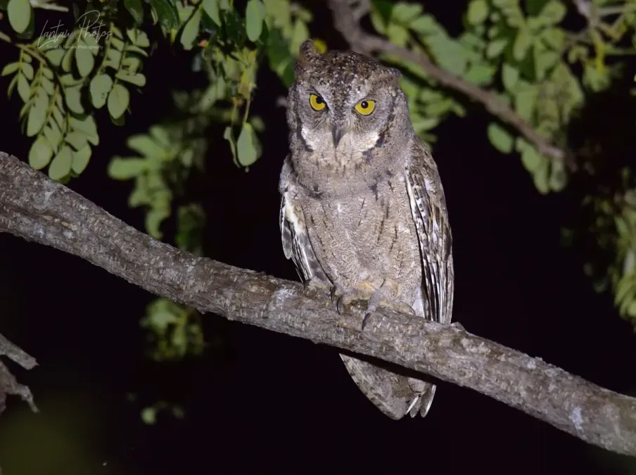 File:Otus mantananensis mantanensis.jpg