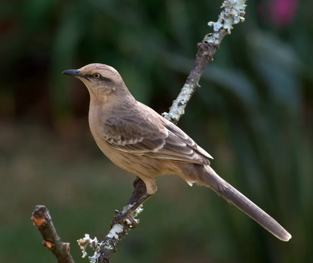 File:Mimus saturninus -Piraju, Brasil-8.jpg
