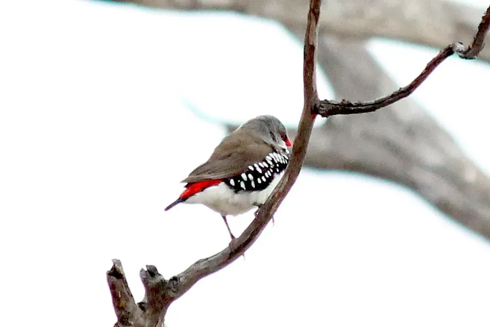File:Stagonopleura guttata 60420529.jpg