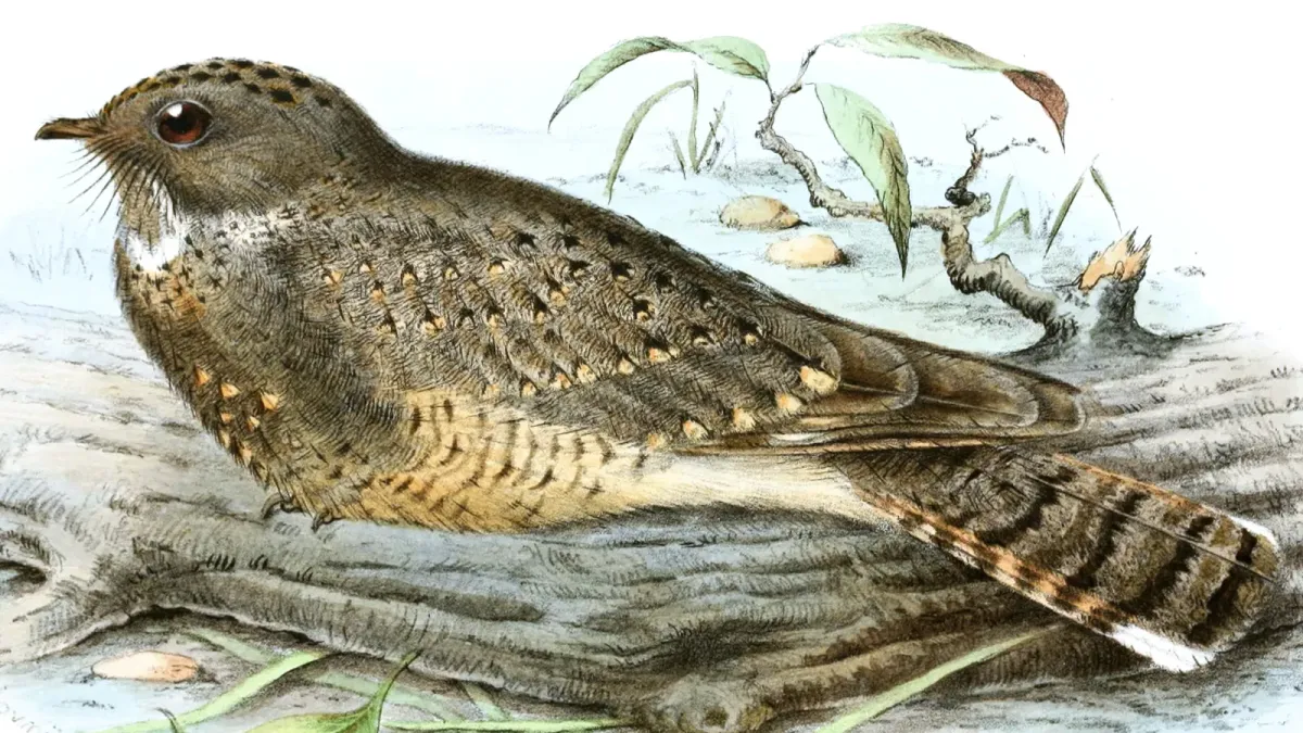 File:Caprimulgus stellatus.jpg