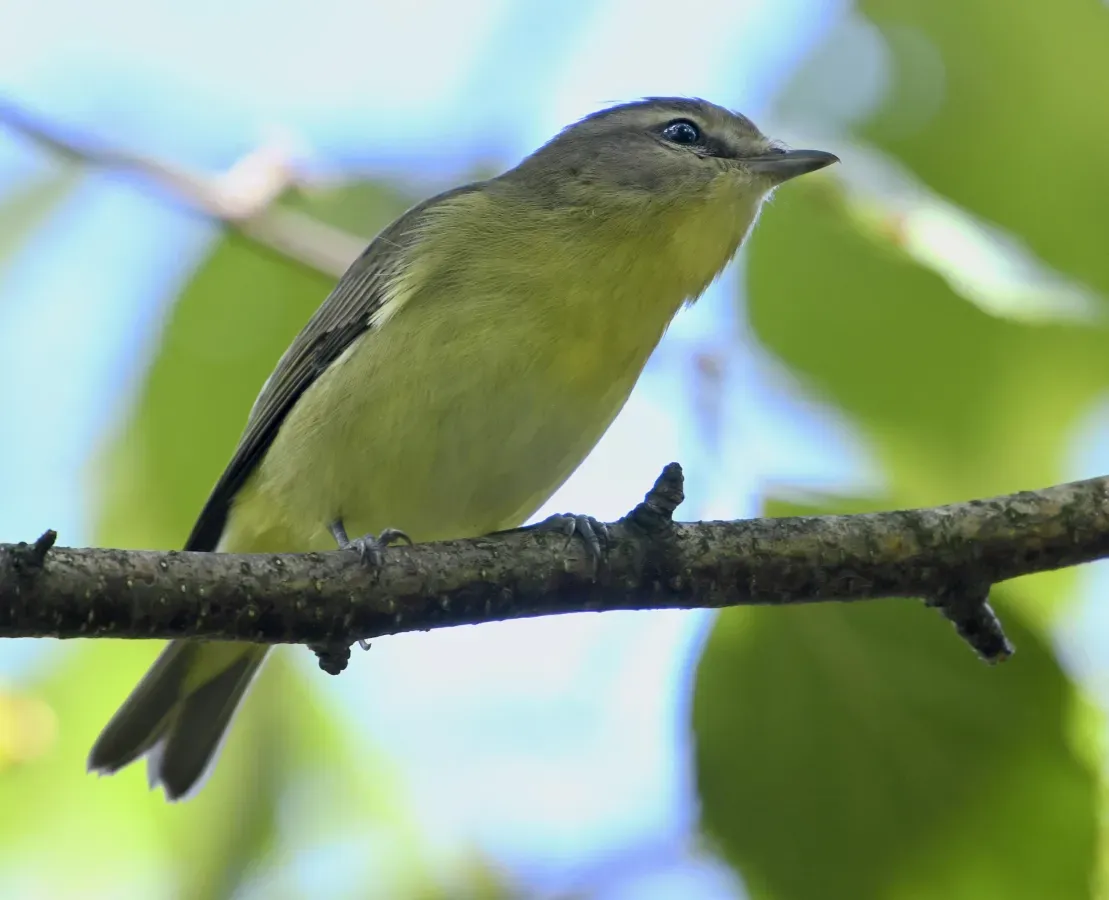 File:Vireo philadelphicus Sam Smith Park.jpg