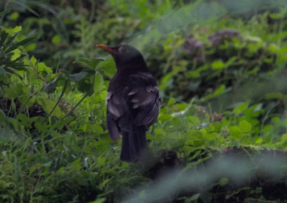 File:Turdus boulboul iNat 149908740.jpg