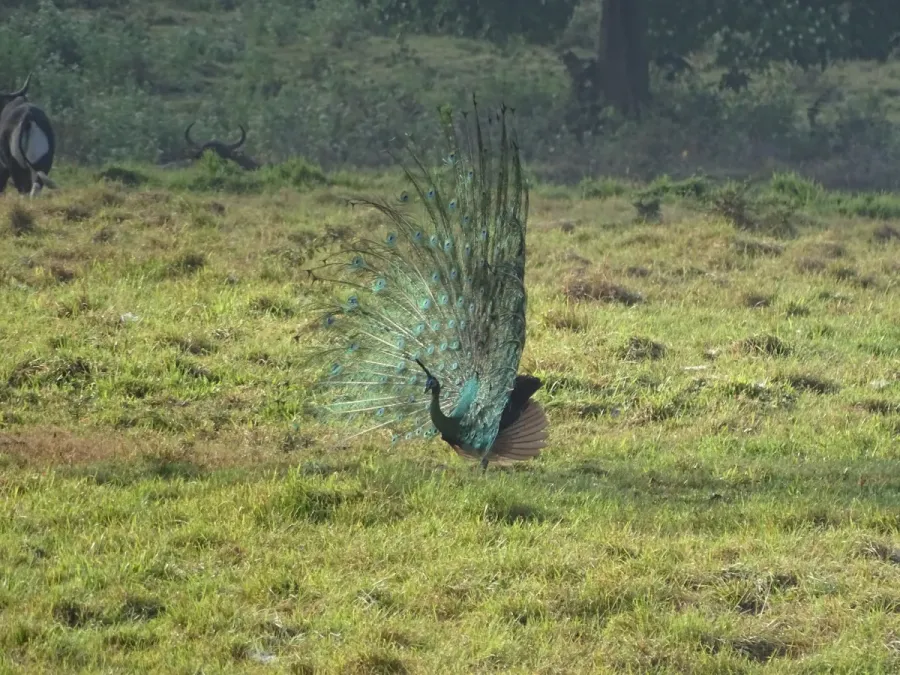 File:Pavo muticus 103486997.jpg