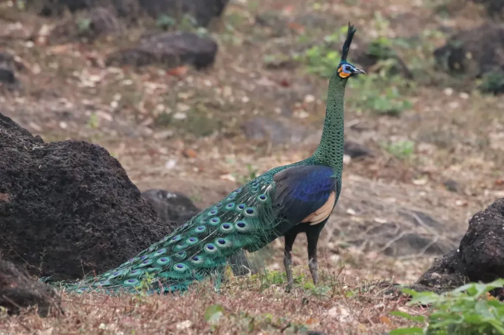 File:Pavo muticus 71308373.jpg