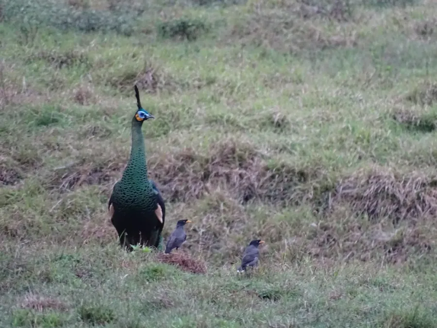 File:Pavo muticus 60368792.jpg