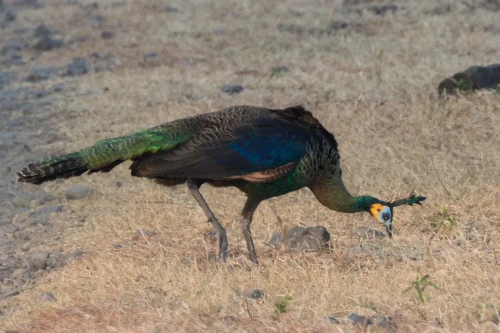 File:Pavo muticus 64412819.jpg