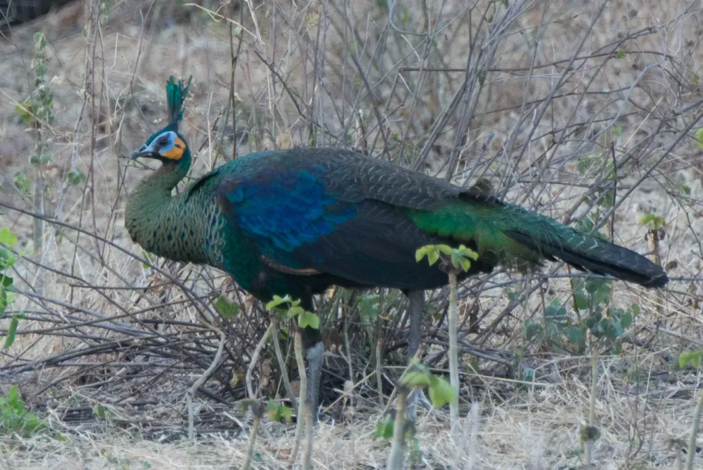 File:Pavo muticus 64412825.jpg